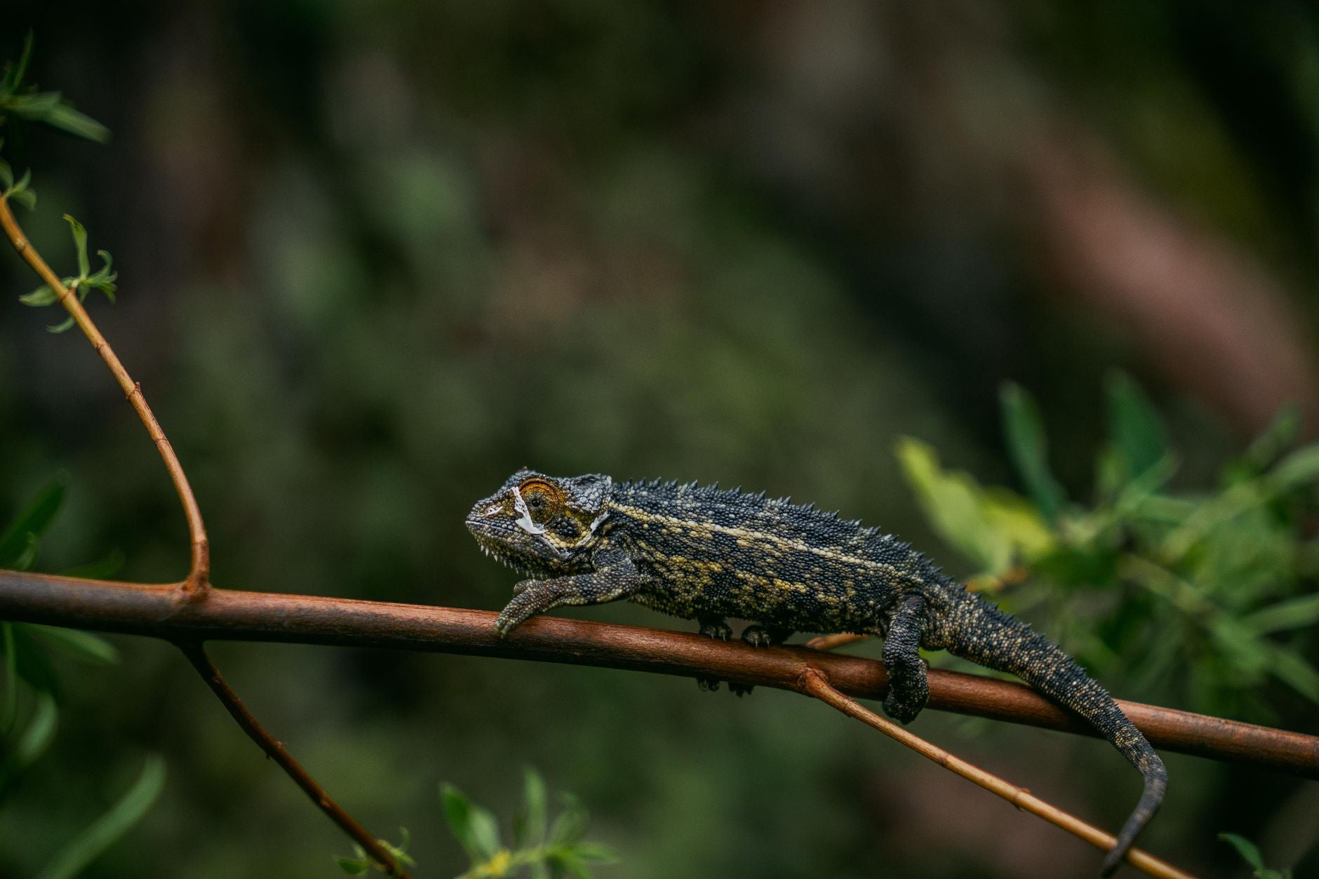 Rêver de caméléon : signification, symbolique et interprétation astrologique