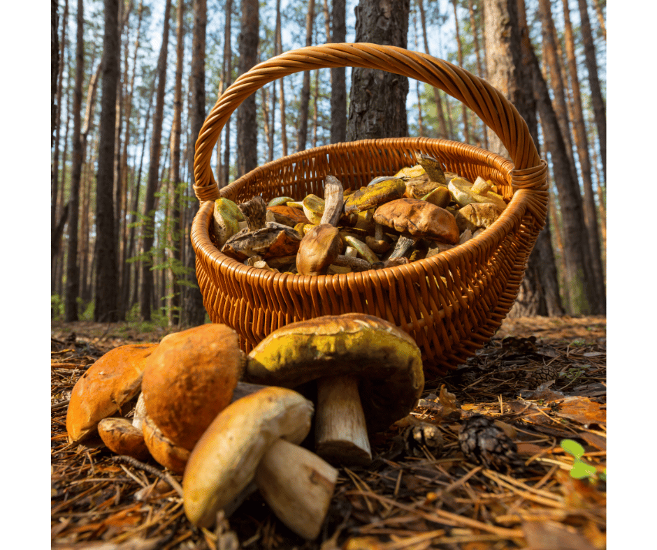 rever de champignons