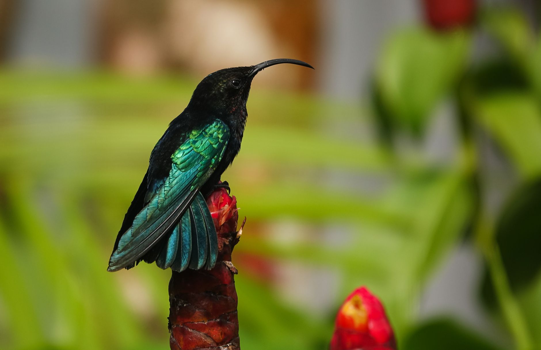 Rêver de colibri : signification, symbolique et message astrologique