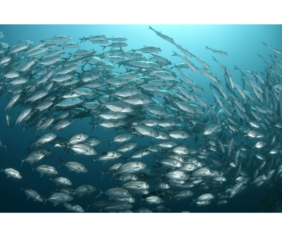 Rêver de poisson dans l'eau