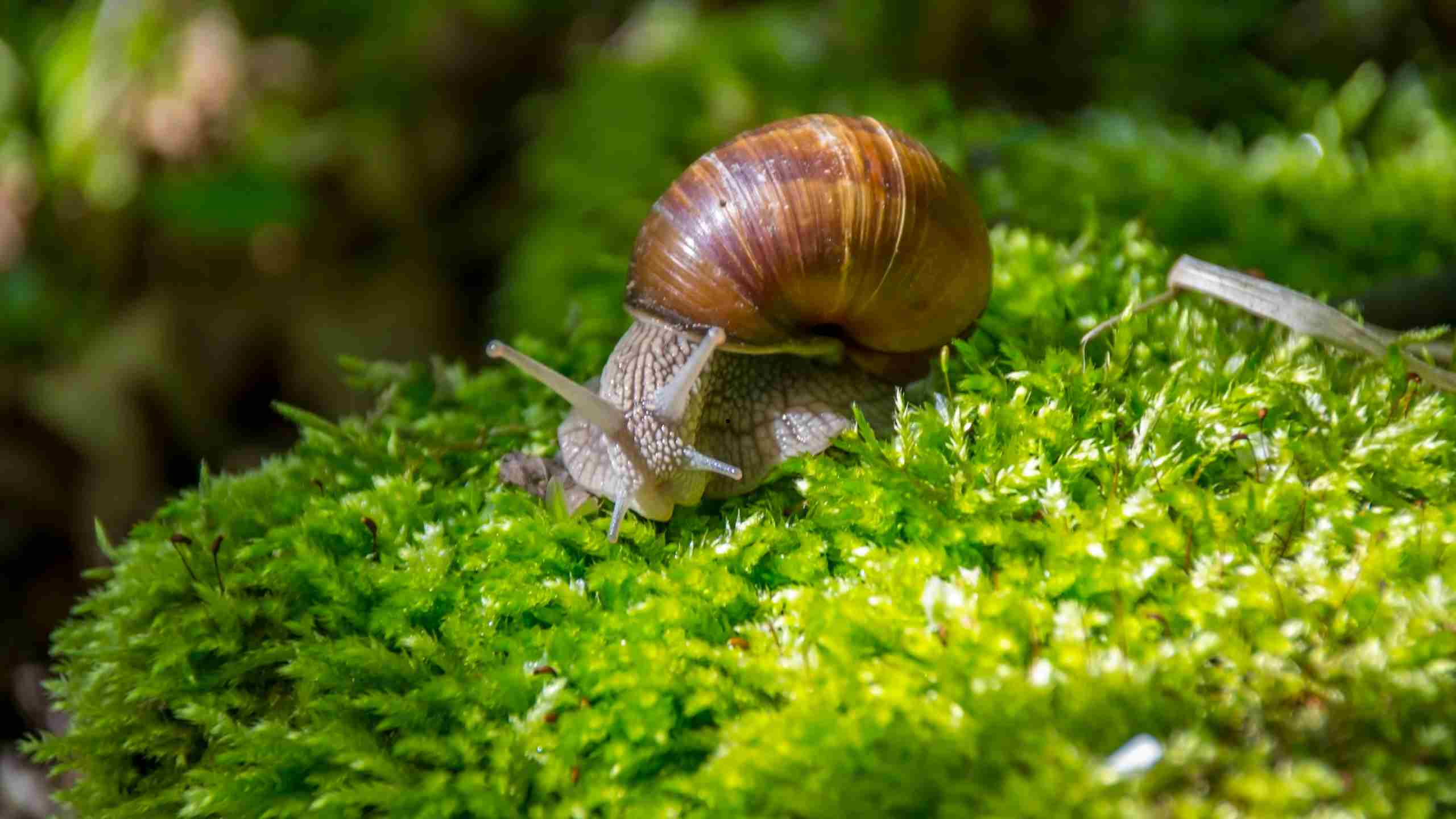 Que signifie rêver de ramasser des escargots?