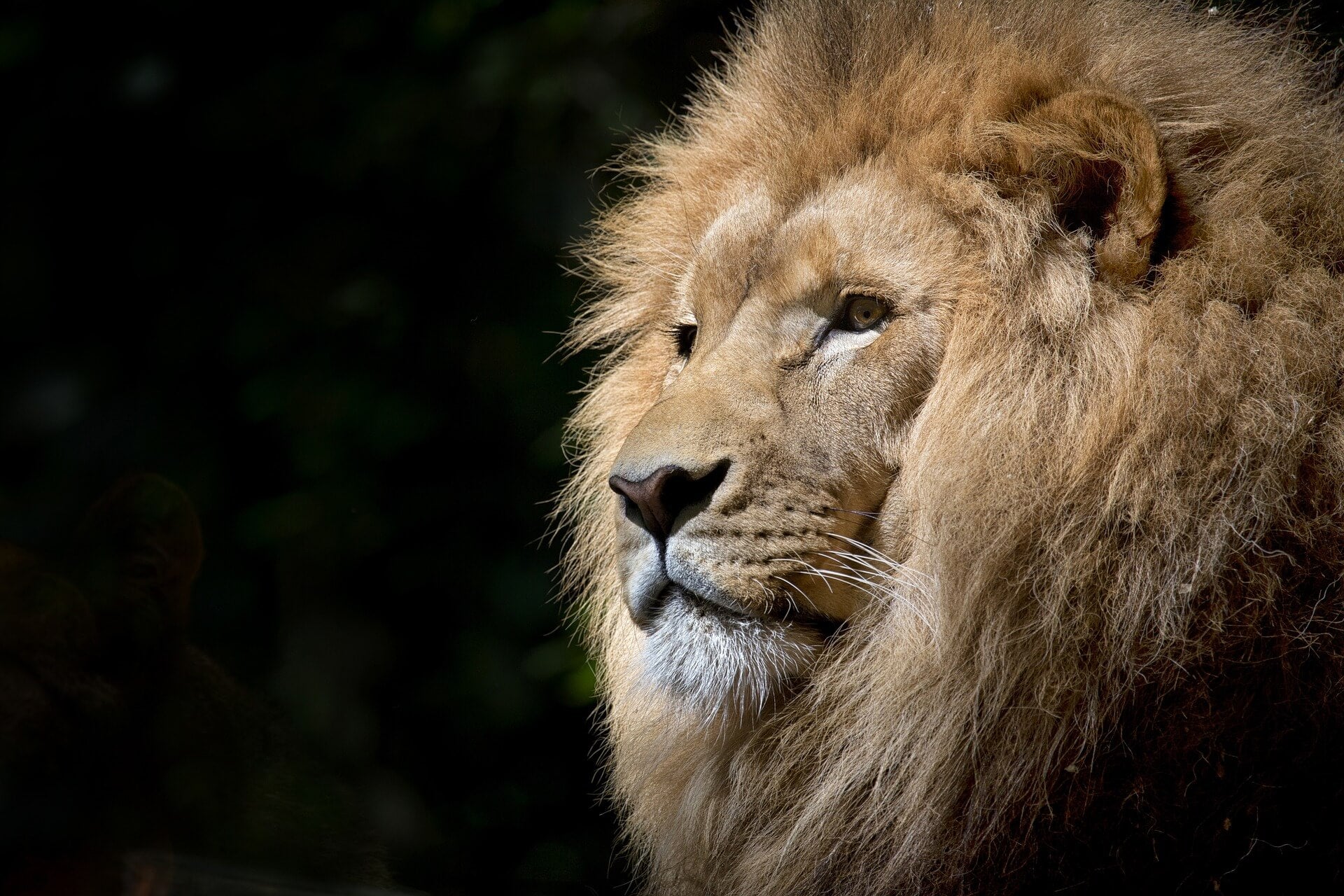 ride du lion avant apres