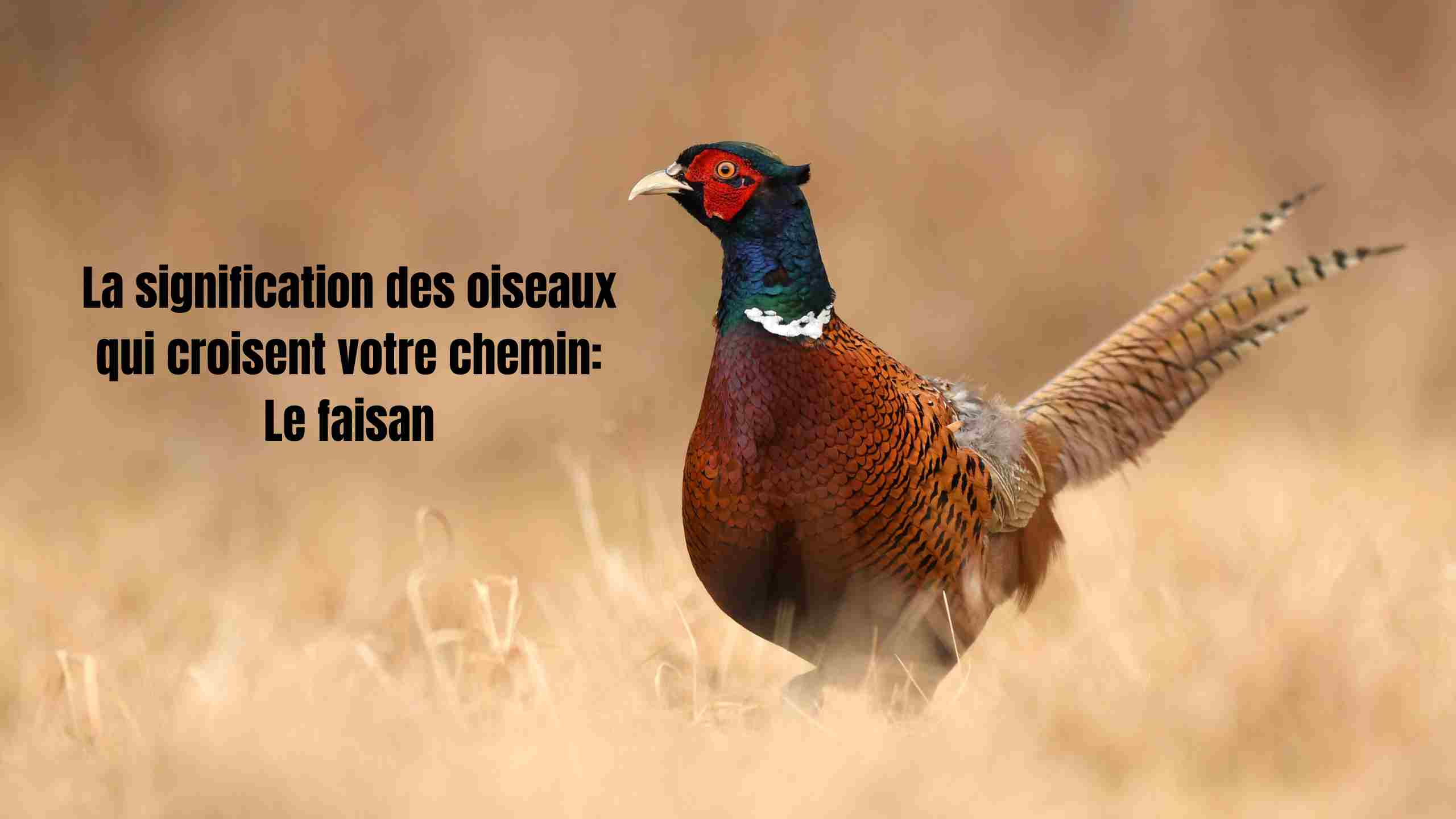 La signification des oiseaux qui croisent votre chemin: Le faisan