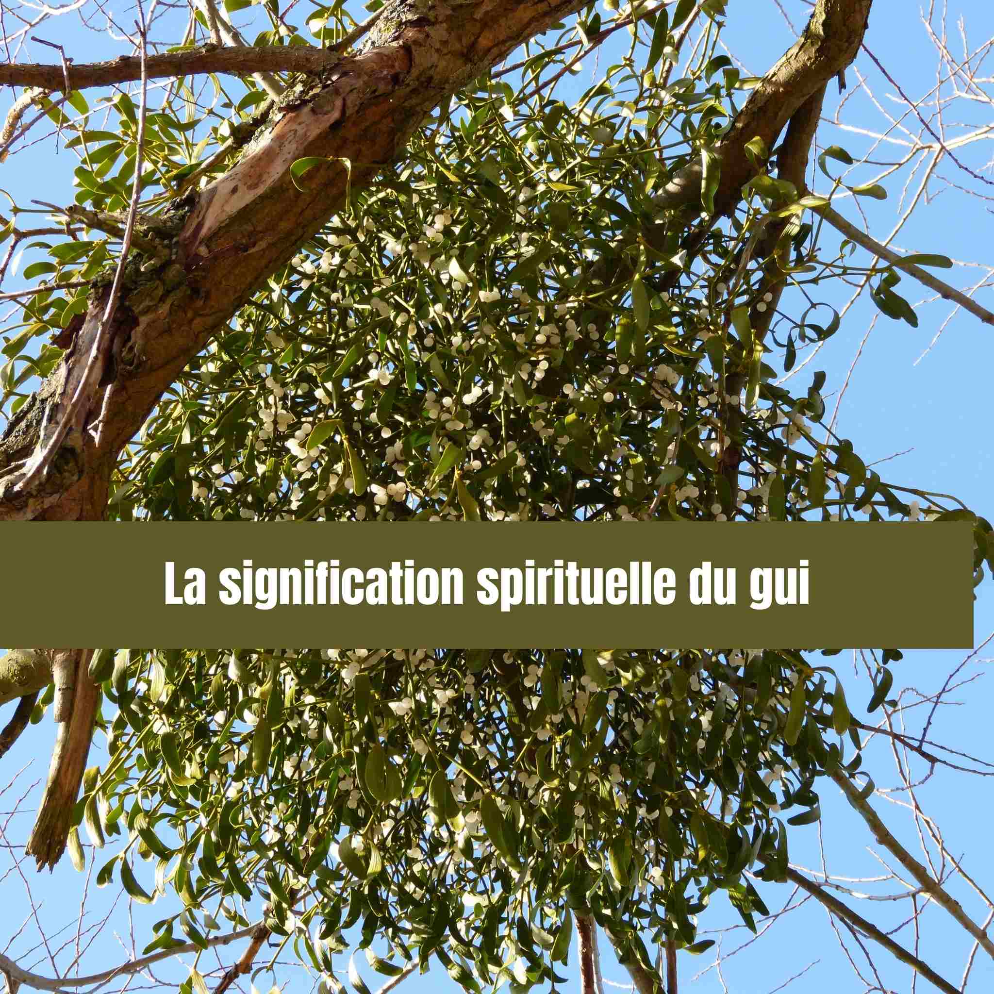 Le gui : signification, symbolique spirituelle et vrai rôle dans la nature