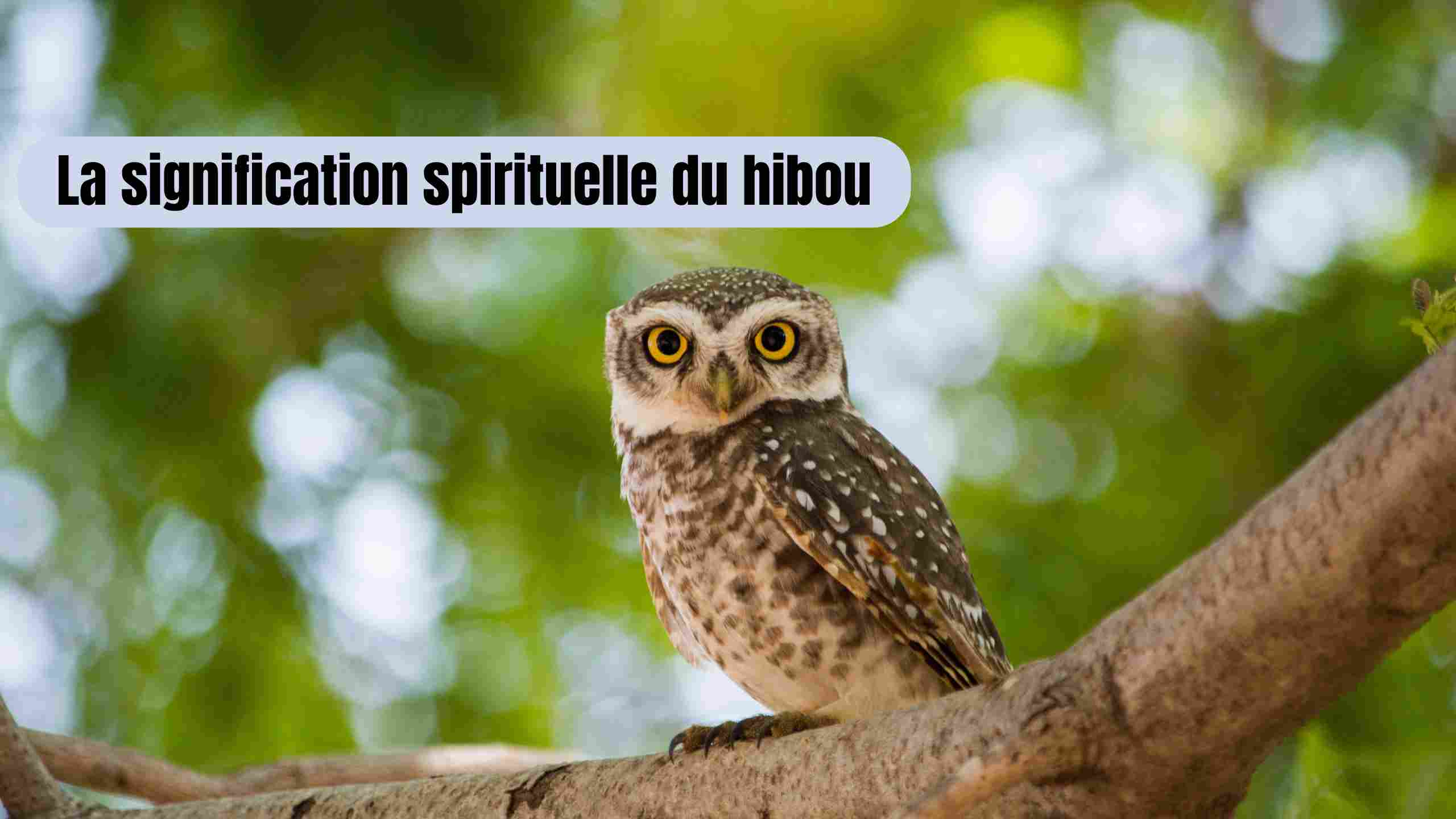 Le hibou: Quelle signification spirituelle?