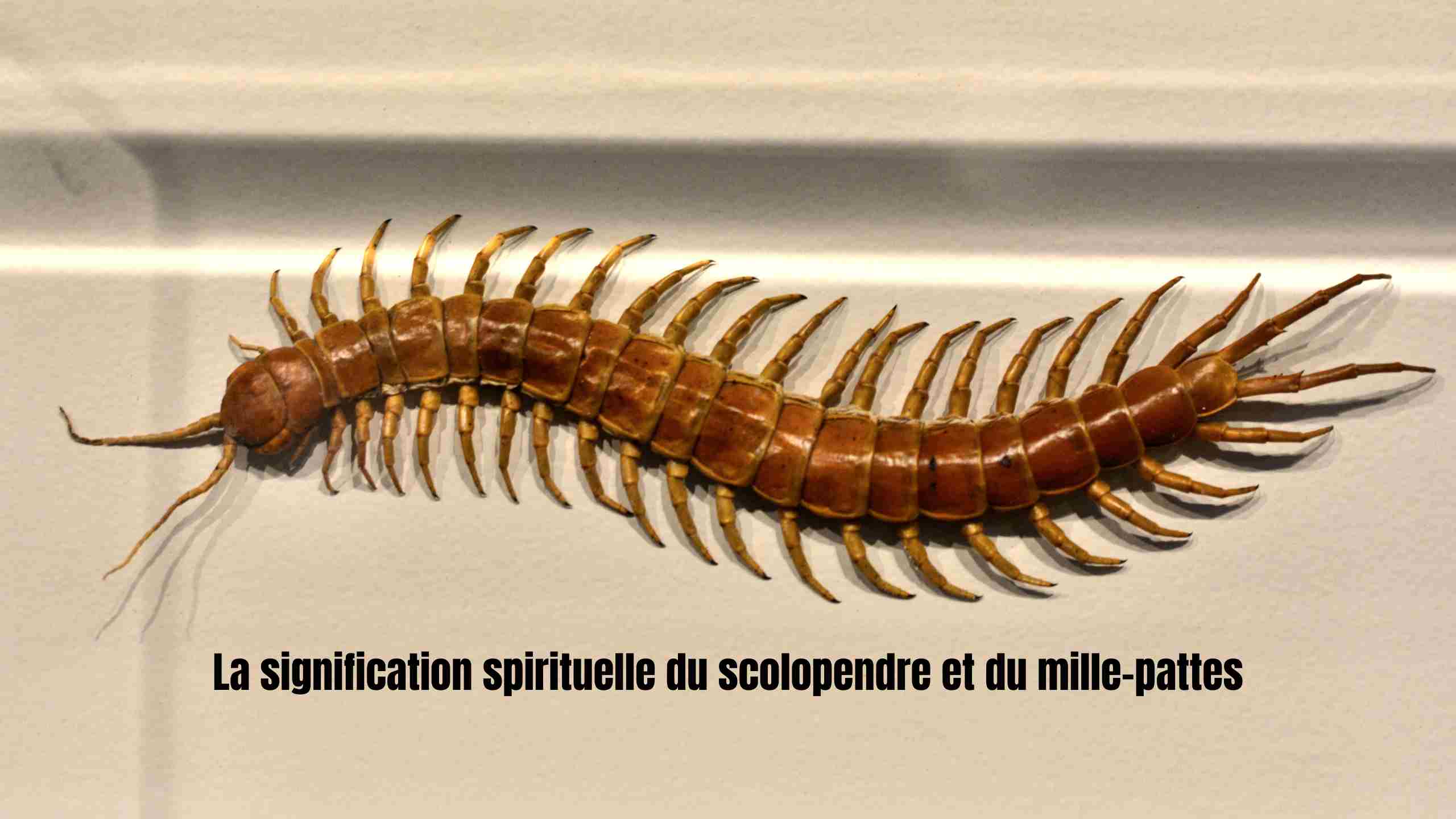 Quelle est la signification spirituelle des scolopendres et des mille-pattes