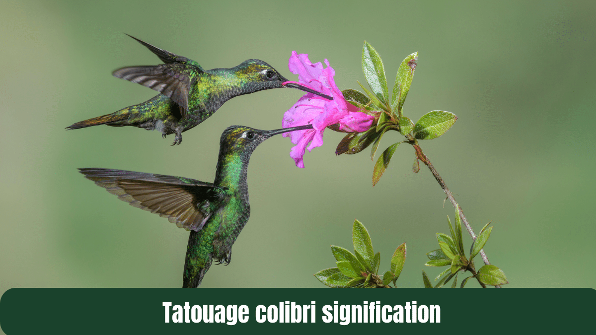 tatouage colibri signification