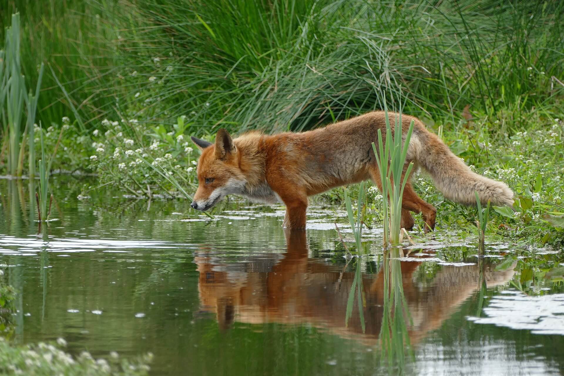 tatouage renard