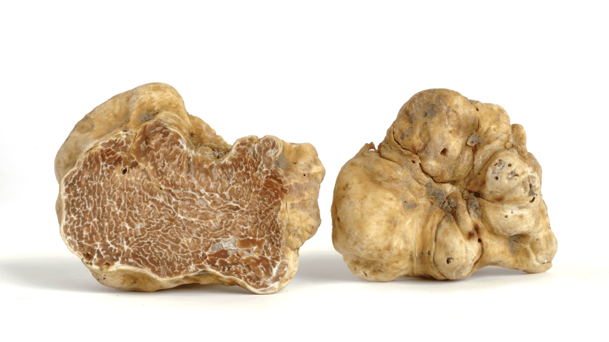 truffe d'été