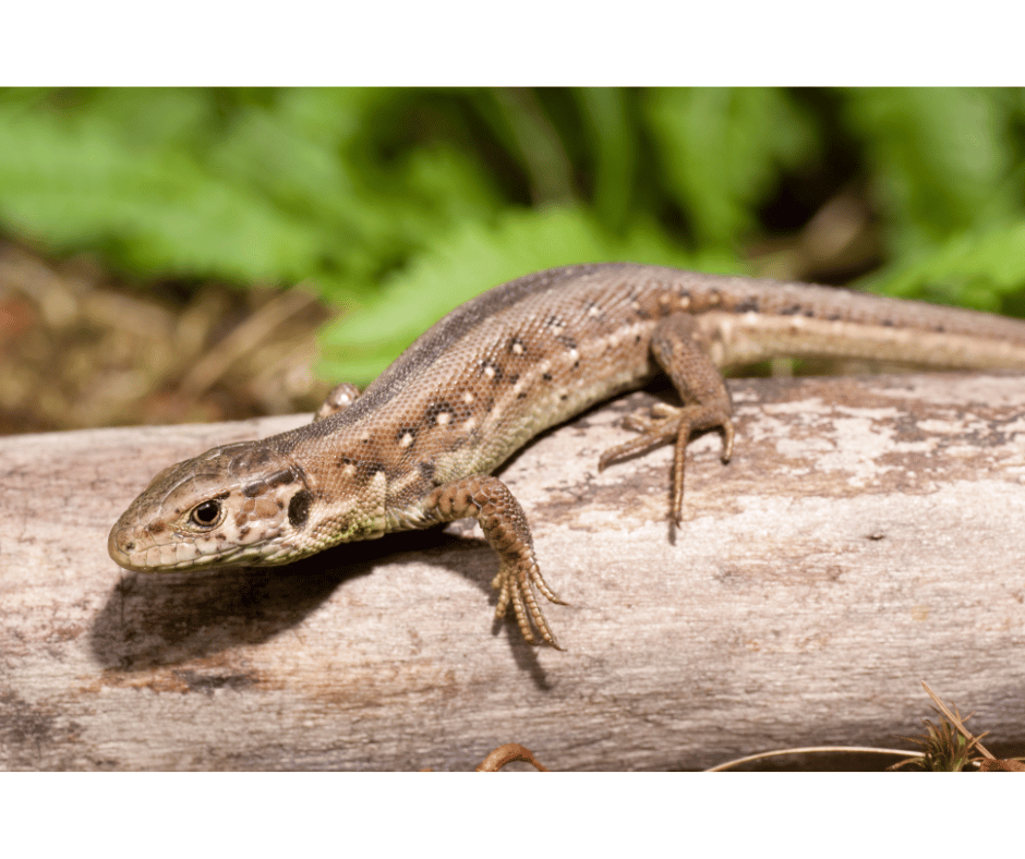 un lezard dans la maison signification