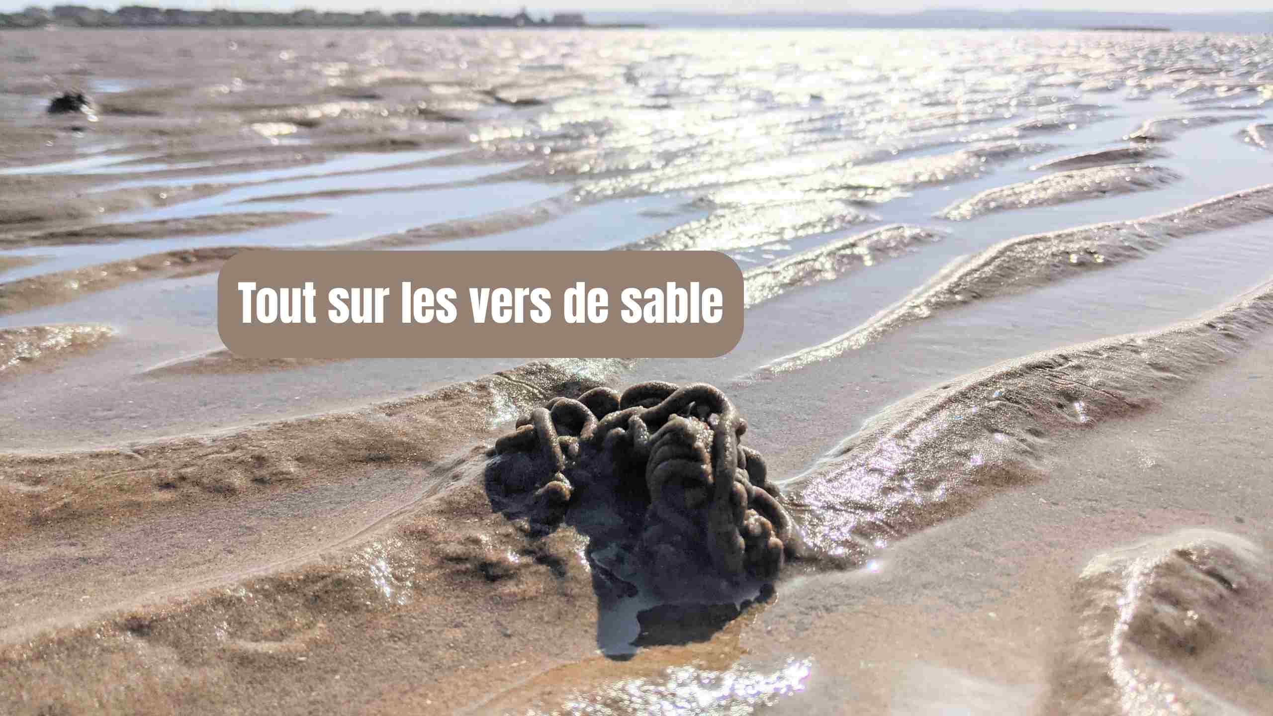 vers de sable