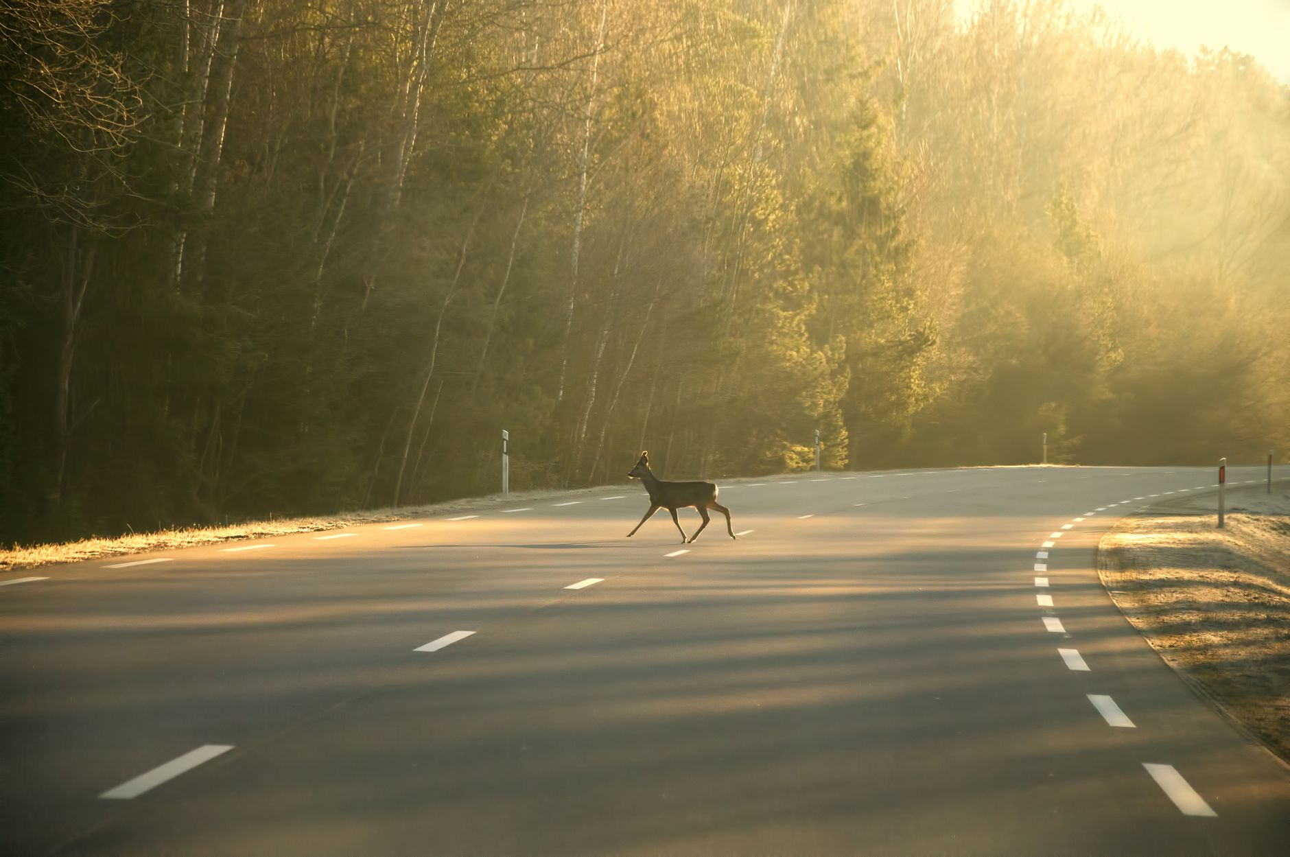 Voir un cerf sur la route : signification, sécurité et message intérieur