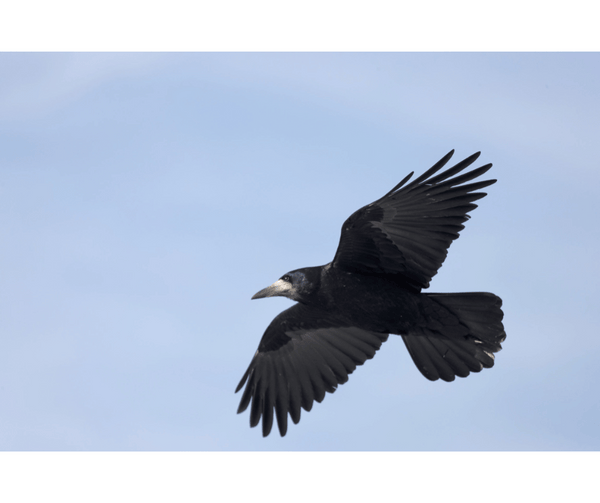 voir un corbeau signification spirituelle