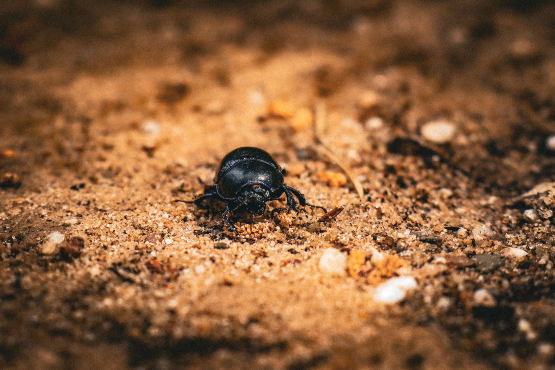 Voir un scarabée mort : signification spirituelle et symbolique